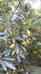 Madhuca longifolia