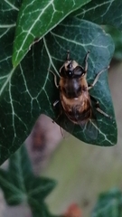 Eristalis tenax