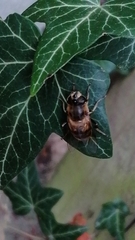 Eristalis tenax
