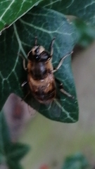 Eristalis tenax