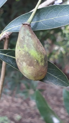 Madhuca longifolia