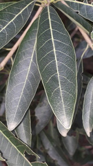 Madhuca longifolia