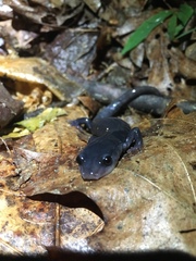 Plethodon metcalfi