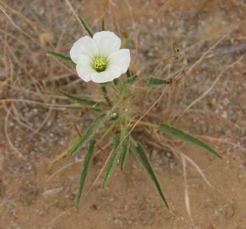 Image of Monsonia angustifolia by no rights reserved