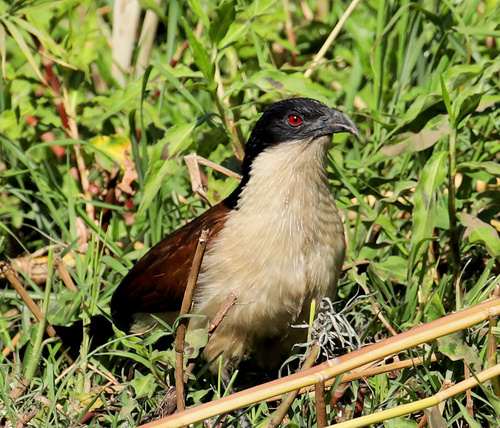 Coppery-tailed Coucal (Centropus cupreicaudus), photo 9