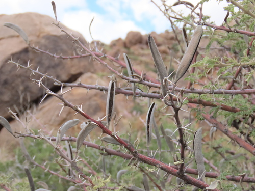 Image of Vachellia hebeclada by no rights reserved