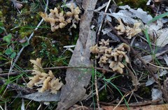 Clavulina vinaceocervina