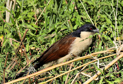 Centropus cupreicaudus