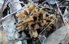 Clavulina vinaceocervina