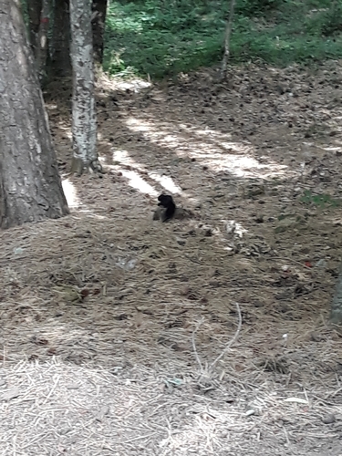 Calabrian Black Squirrel, SP3, 89057 San Roberto RC, Italia, photo 7 of 10