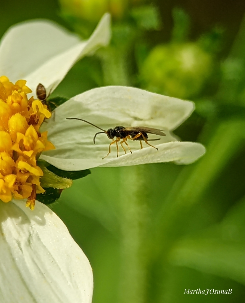 Cabbage White Parasitoid Wasp from Parque Ecológico Culiacán on April ...