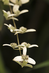 Congea tomentosa