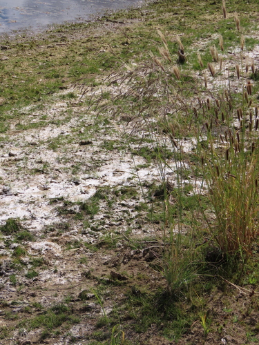 Image of Pearly Love Grass by no rights reserved