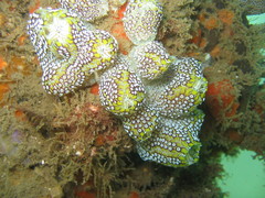 Botrylloides magnicoecus