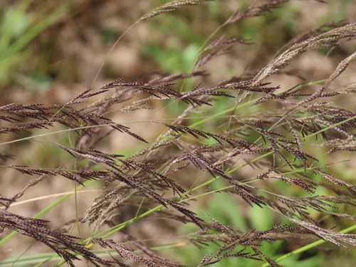Image of Pearly Love Grass by no rights reserved