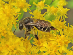 Macropis europaea