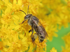 Macropis europaea
