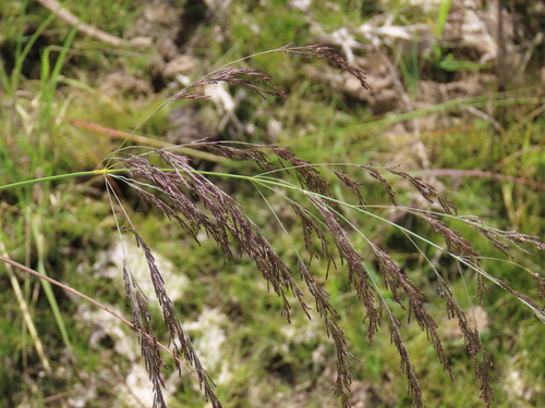 Image of Pearly Love Grass by no rights reserved