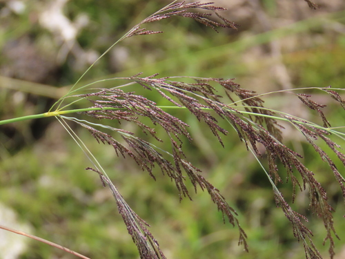 Pearly Love Grass (Eragrostis rotifer)