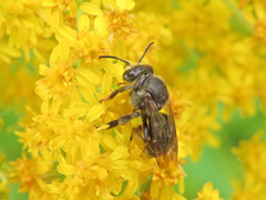 Macropis europaea