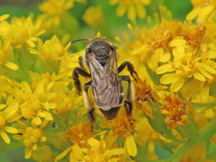 Macropis europaea