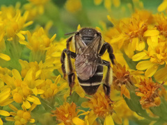 Macropis europaea