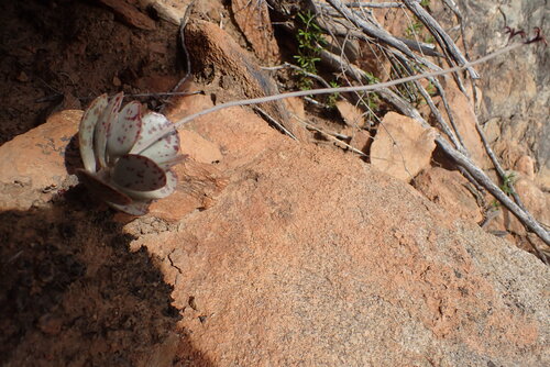 Foto de Pedra-de-fogo