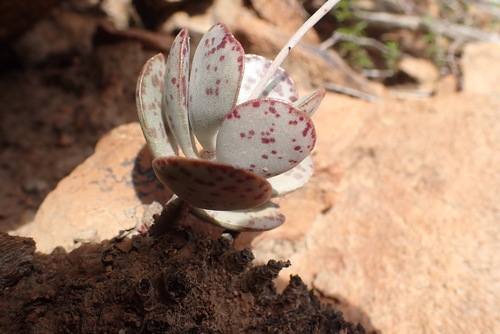 Foto de Pedra-de-fogo