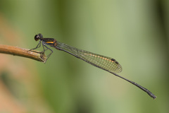 Prodasineura verticalis