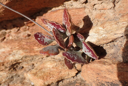 Foto de Pedra-de-fogo