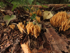Phaeoclavulina flaccida