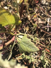 Atriplex glabriuscula