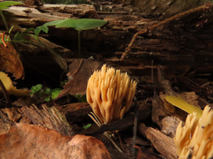 Phaeoclavulina flaccida