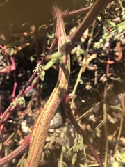Atriplex glabriuscula