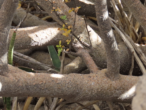 Image of Commiphora dinteri by no rights reserved