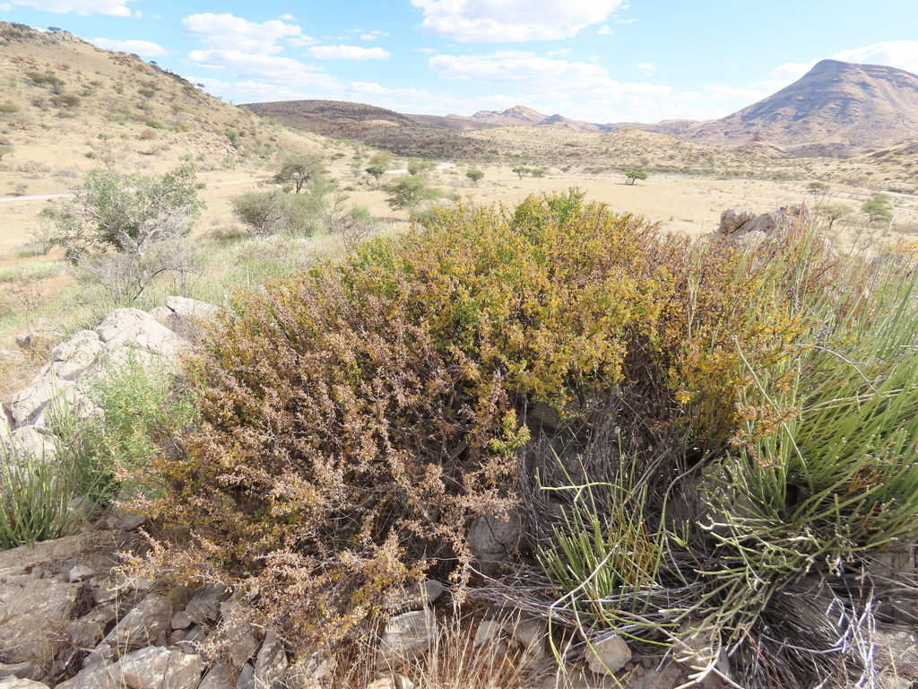 Commiphora dinteri, Khomas Region, Namibia