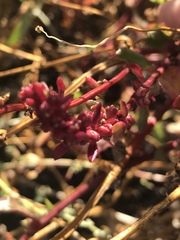 Atriplex glabriuscula