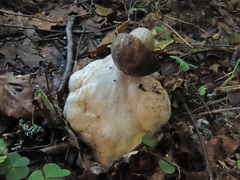 Leccinum leucophaeum