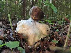 Leccinum leucophaeum