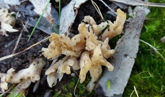 Clavulina vinaceocervina
