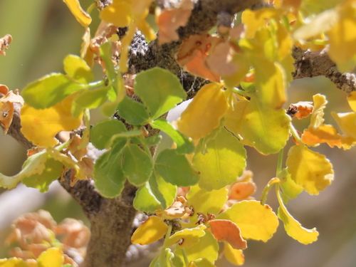 Image of Commiphora dinteri by no rights reserved