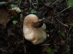 Leccinum leucophaeum