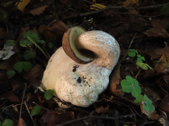 Leccinum leucophaeum