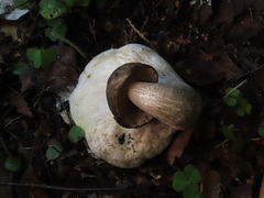 Leccinum leucophaeum
