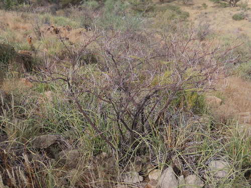 Skewleaf Elephant Root (Entada rangei)