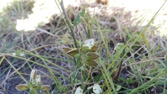 Polygala ericifolia