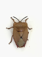 Tessaratoma