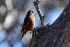 Climacteris rufus