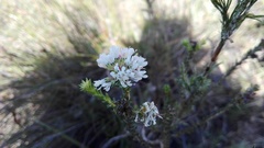 Agathosma serpyllacea