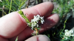 Agathosma serpyllacea